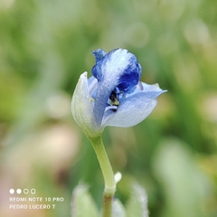 Commelina diffusa