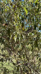 Buddleja salviifolia