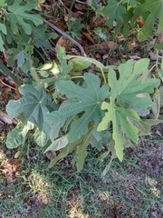 Ficus carica