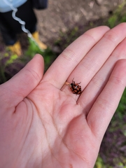 Stiretrus decastigmus