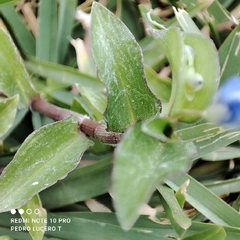 Commelina diffusa