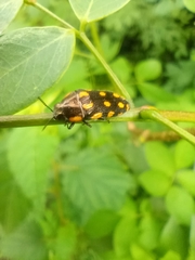 Acmaeodera xanthosticta