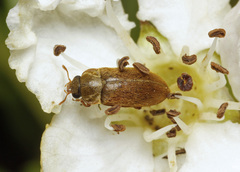 Byturus ochraceus