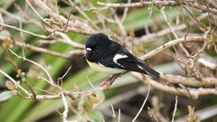 Petroica macrocephala macrocephala