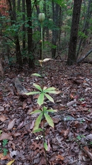 Lilium