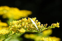 Oecanthus nigricornis