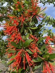 Embothrium coccineum