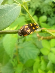 Acmaeodera xanthosticta
