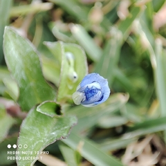 Commelina diffusa
