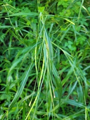 Rottboellia cochinchinensis