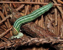 Lapara coniferarum