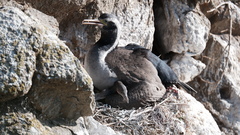 Phalacrocorax punctatus punctatus