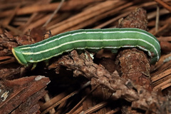 Lapara coniferarum