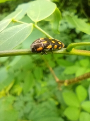 Acmaeodera xanthosticta