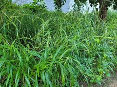 Rottboellia cochinchinensis