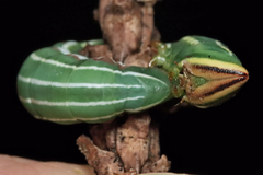 Lapara coniferarum