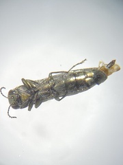 Agrilus masculinus