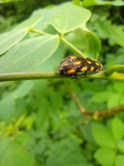 Acmaeodera xanthosticta
