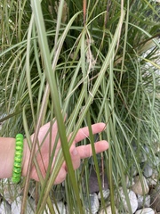 Miscanthus sinensis