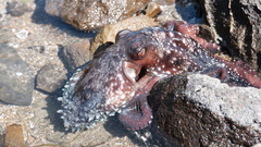 Macroctopus maorum