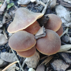 Macrocystidia