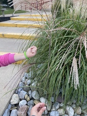 Miscanthus sinensis