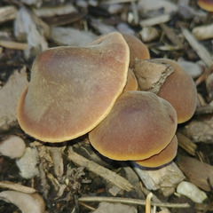 Macrocystidia