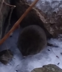 Microtus pennsylvanicus