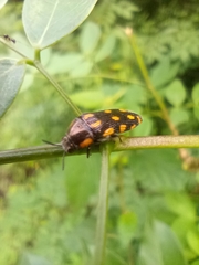 Acmaeodera xanthosticta