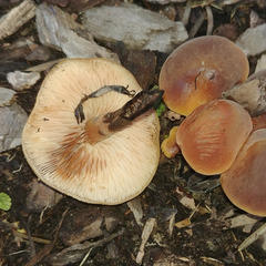 Macrocystidia