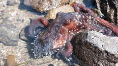 Macroctopus maorum
