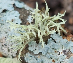 Ramalina americana