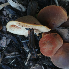 Macrocystidia