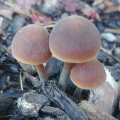 Macrocystidia