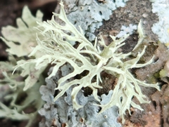 Ramalina americana