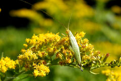 Oecanthus nigricornis