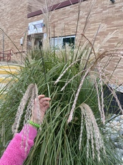 Miscanthus sinensis