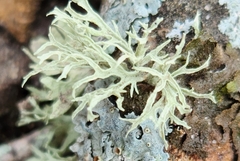 Ramalina americana