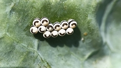 Murgantia histrionica