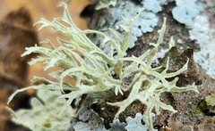 Ramalina americana