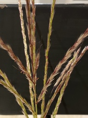 Miscanthus sinensis