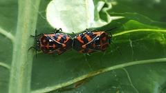 Murgantia histrionica
