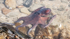 Macroctopus maorum