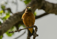Coccothraustes vespertinus