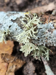 Ramalina americana