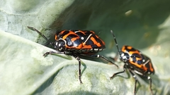 Murgantia histrionica