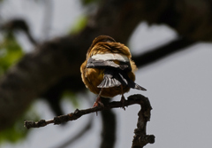 Coccothraustes vespertinus