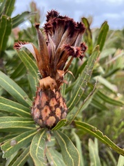 Protea neriifolia