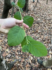 Styracaceae