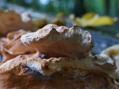 Laetiporus sulphureus